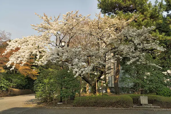 White blossom